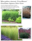 Miscanthus-Gracillimus