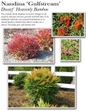 Nandina-Gulfstream