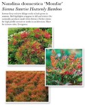 Nandina-Sienna-Sunrise