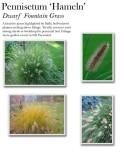 Pennisetum-Hameln