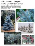 Picea-Hoopsii