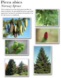 Picea-abies