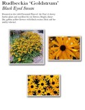 Rudbeckia