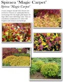 Spirea-Magic-Carpet