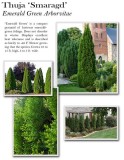 Thuja-Emerald-Green