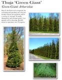 Thuja-Green-Giant