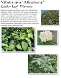 Viburnum-Alleghany