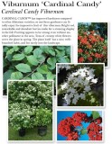 Viburnum-Cardinal-Candy