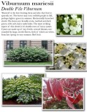 Viburnum-Double-File