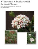 Viburnum-x-Burkwoodii