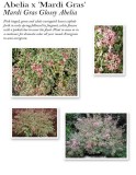 abelia-mardi-gras