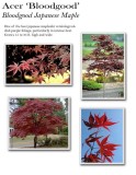 acer-bloodgood