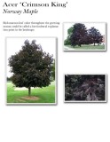 acer-crimson-king