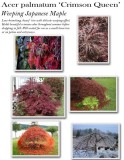 acer-crimson-queen