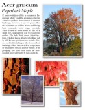acer-griseum