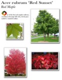 acer-red-sunset