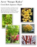 acer-sango-kaku