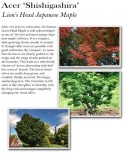 acer-shishigashira