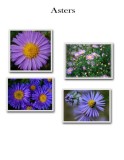 aster