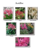 astilbe