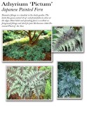 athyrium-painter-fern