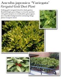aucuba-variegata