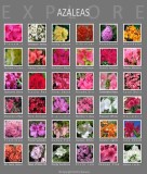 azaleas