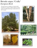 betula-cully