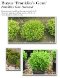 buxus-franklins-gem
