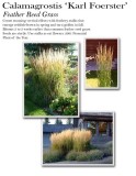 calamagrostis-karl-foerster