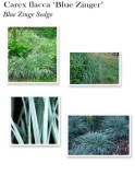 carex-blue-zinger