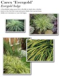 carex-evergold