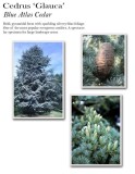 cedrus-atlantica