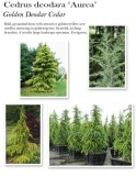 cedrus-aurea