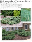 cedrus-prostrate-beauty