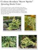 cedrus-prostrate-snow-sprite