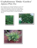 cephalotaxus-duke-garden