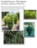 cephalotaxus-fastigiata