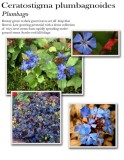 ceratostigma