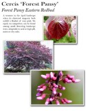 cercis-forest-pansy