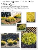 chamaecyparis-gold-mop