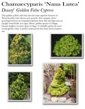 chamaecyparis-nana-lutea
