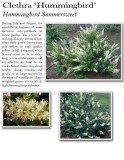 clethra-hummingbird