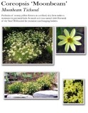 coreopsis-moonbeam