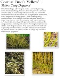 cornus-buds-yellow