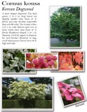cornus-kousa