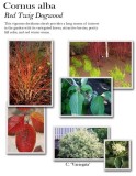 cornus-red-twig