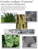 corylus-avellana-contorta