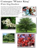 crataegus-winter-king