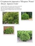 cryptomeria-elegans-nana